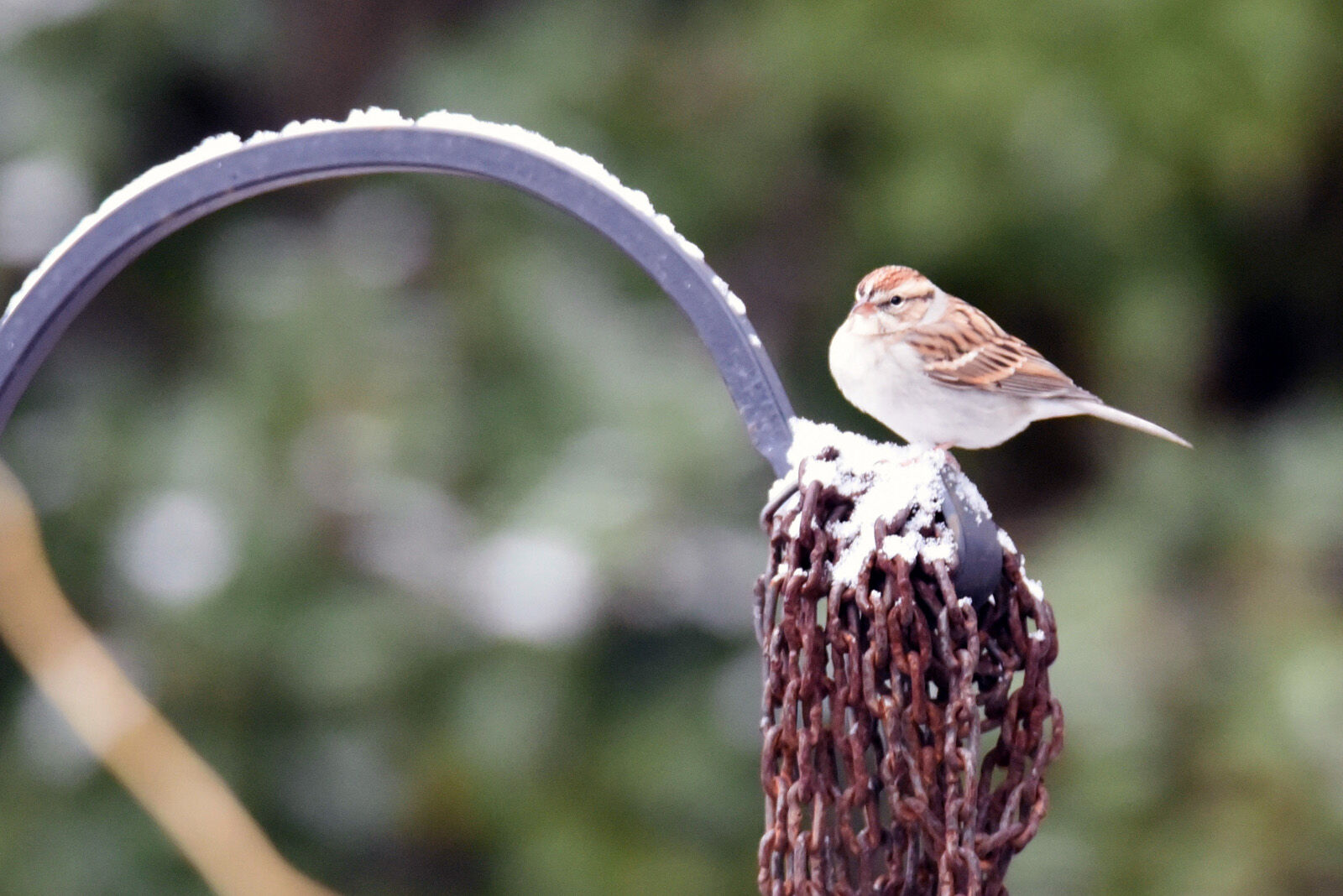 Snowbird